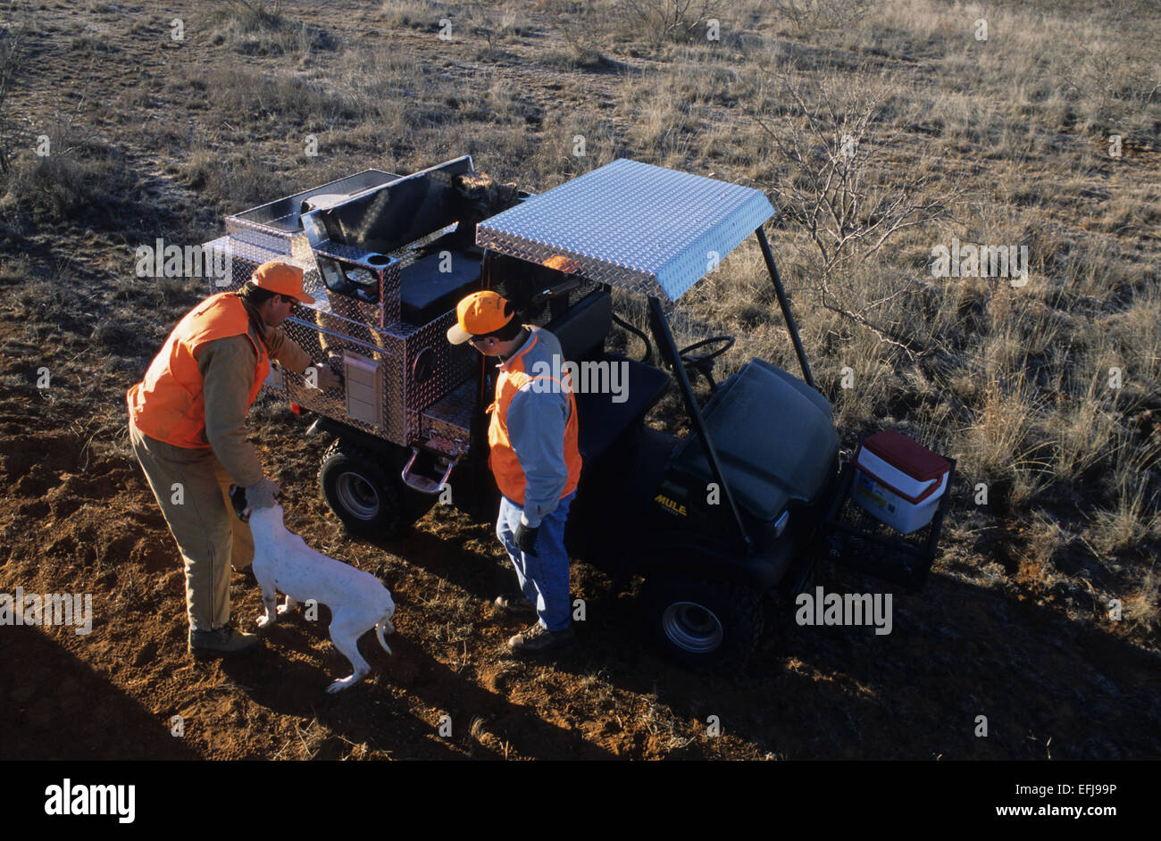 Hunters loading dogs into an ATV while quail hunting near Guthrie Texas Stock Photo