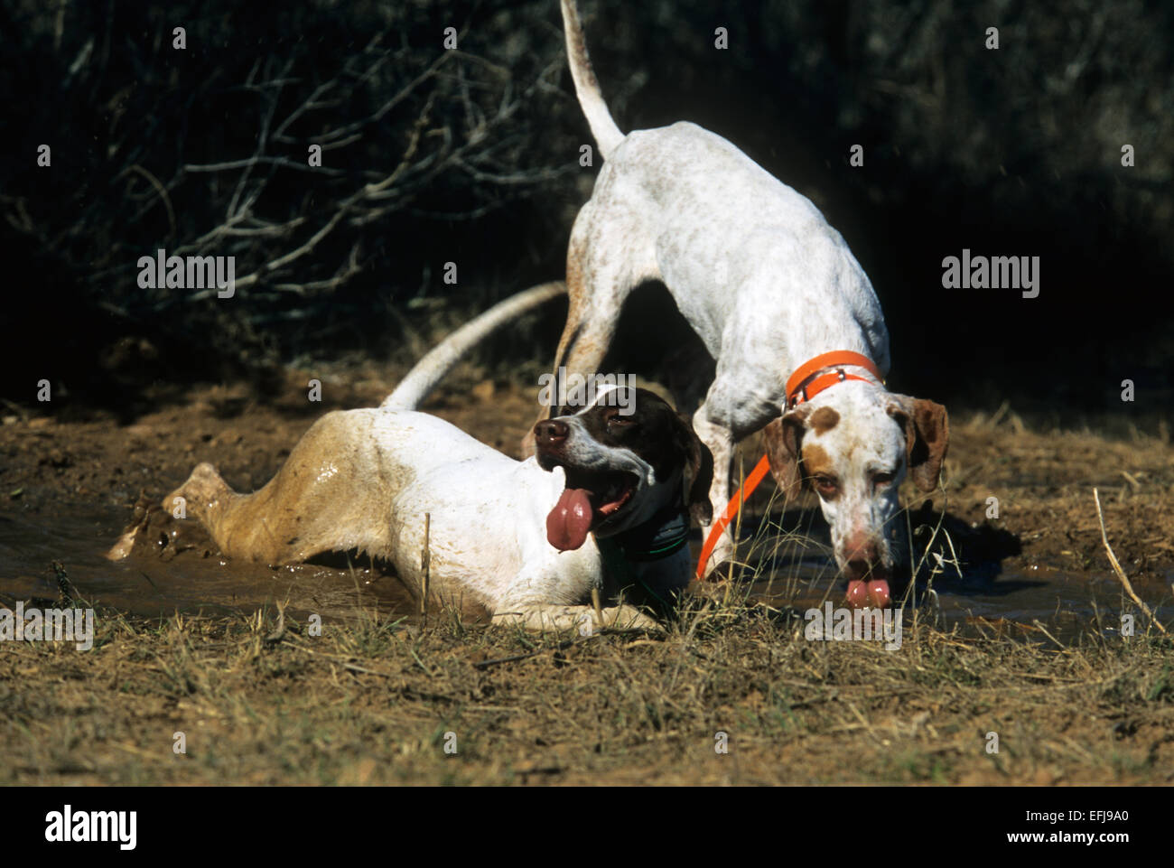 An English Pointer dog drinks from a mud puddle on a hit day of quail hunting South Texas Stock Photo