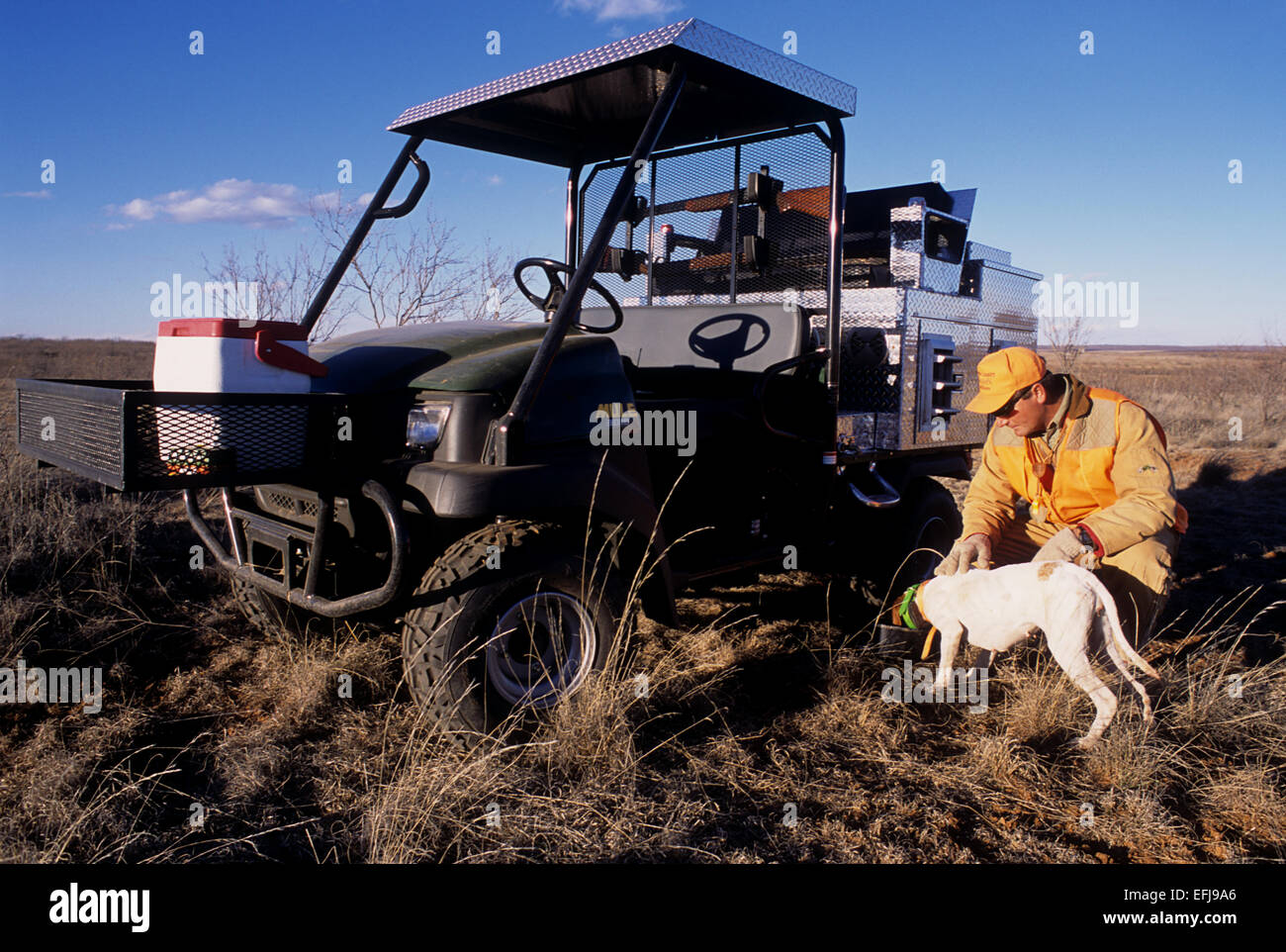A hunter gives his English pointer dog water while quail hunting near Guthrie Texas Stock Photo