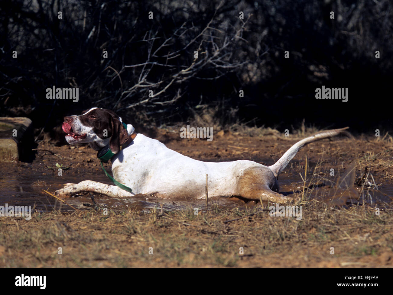 An English Pointer dog drinks from a mud puddle on a hit day of quail hunting South Texas Stock Photo