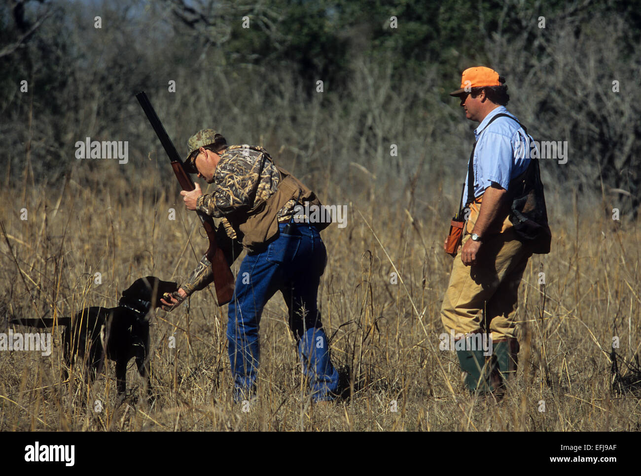 A hunter takes a bobwhite from his dog while quail hunting South Texas Stock Photo