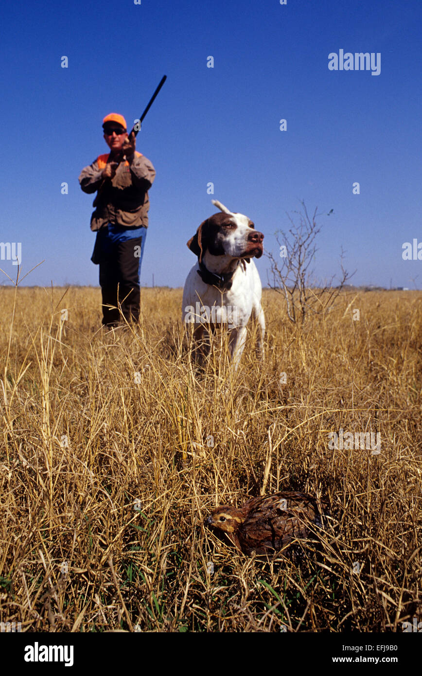Texas quail hunter approaches an English Pointer dog pointing a live quail Stock Photo