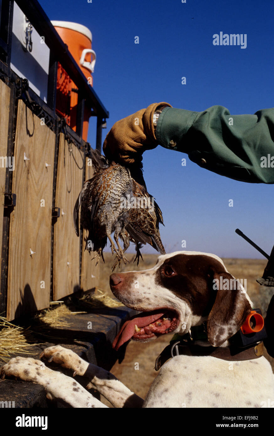 A Texas quail hunter holding Bobwhite quail (Colinus virginianus) with his dog while hunting on a ranch Stock Photo