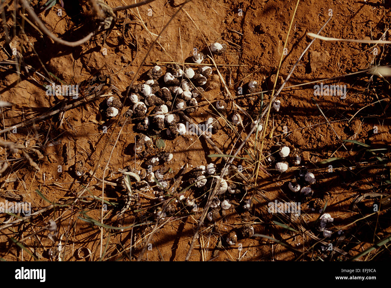 Bobwhite (Colinus virginianus) quail droppings taken while quail Stock