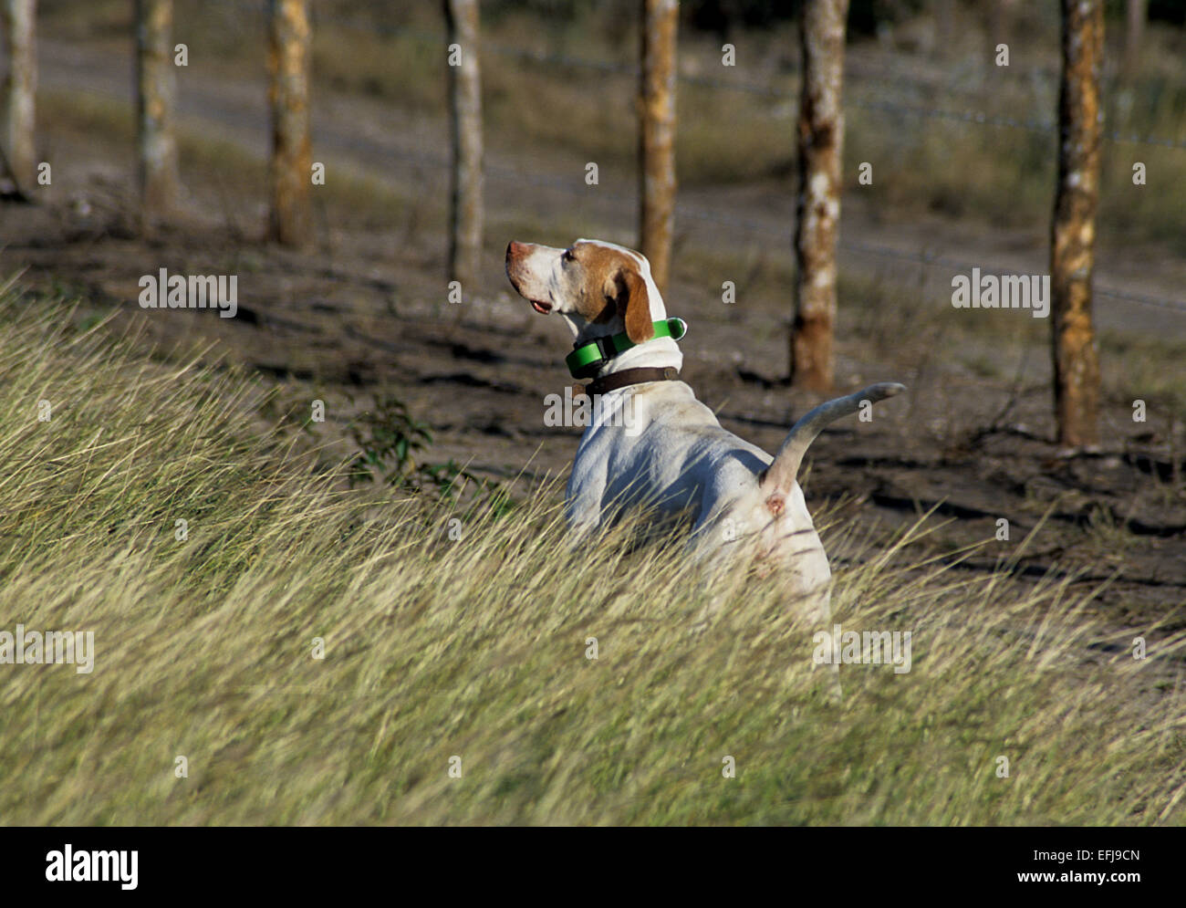 English pointer hunting dog pointing a covey of quail on a hunt in West Texas Stock Photo
