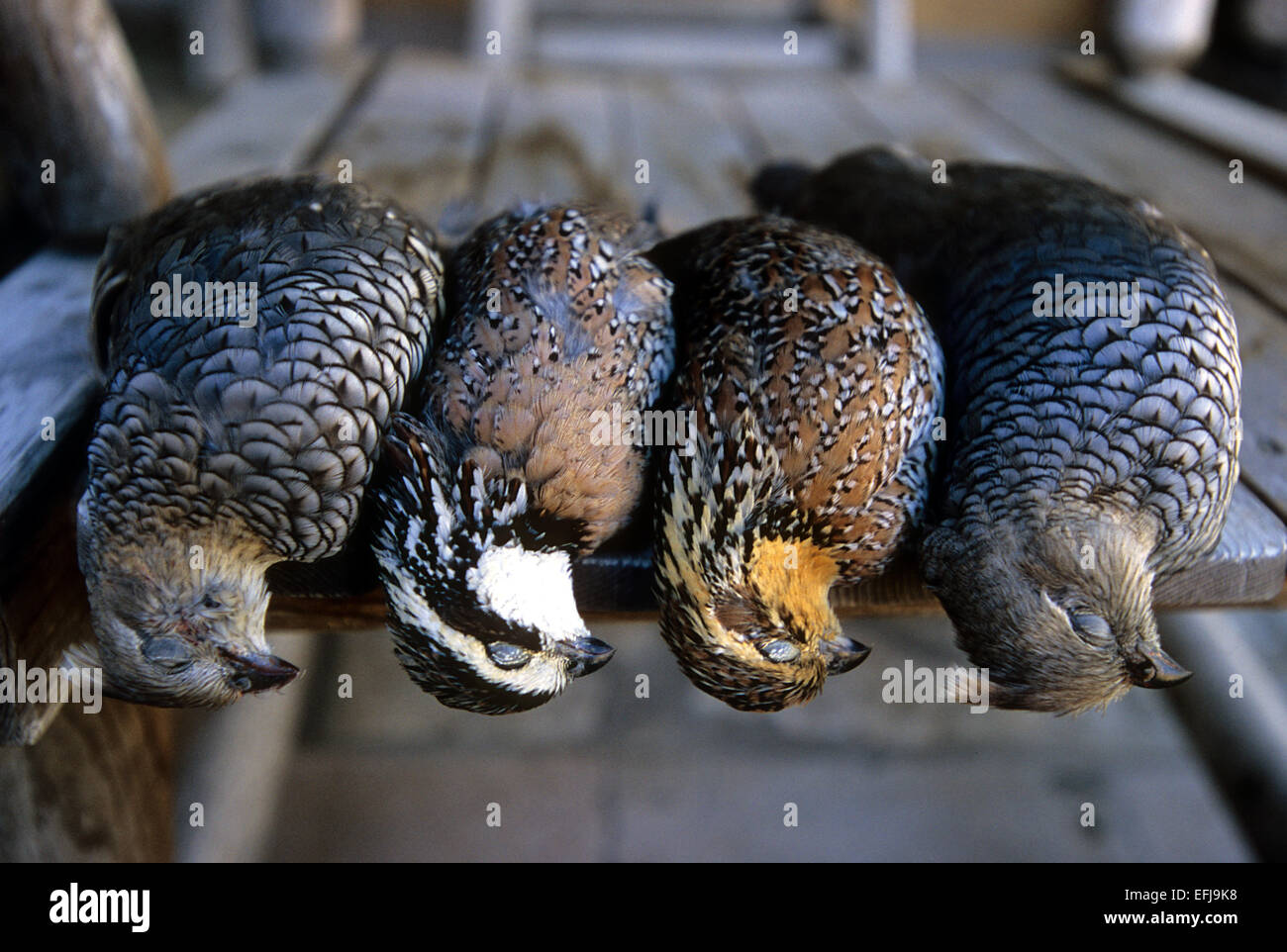 Bobwhite (Colinus virginianus) and blue or scaled quail (Callipepla