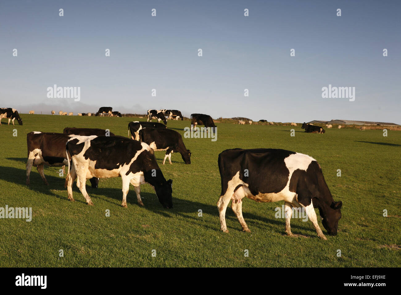 Freisan dairy cows on grazing field in North Wales , UK Stock Photo