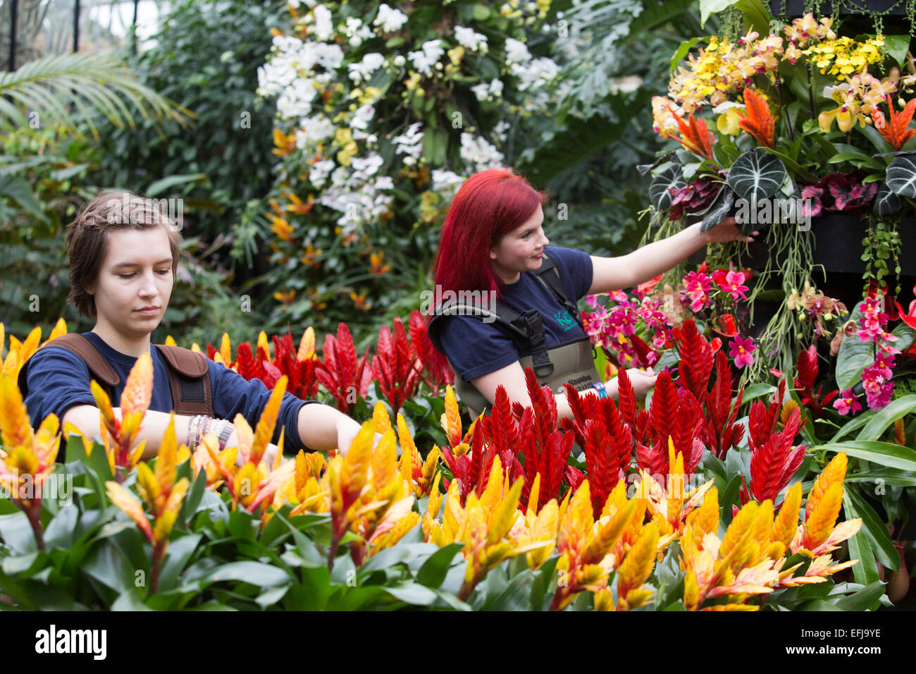 London, UK. 5 February 2015. Kew Gardens horticulturists prepare floral displays featuring bromeliads and orchids. 'Alluring Orchids' is the first festival on the Royal Botanic Gardens' 2015 calendar which showcases thousands of exotic and rare flowers in the Princess of Wales Conservatory from 7 February to 8 March 2015. Stock Photo