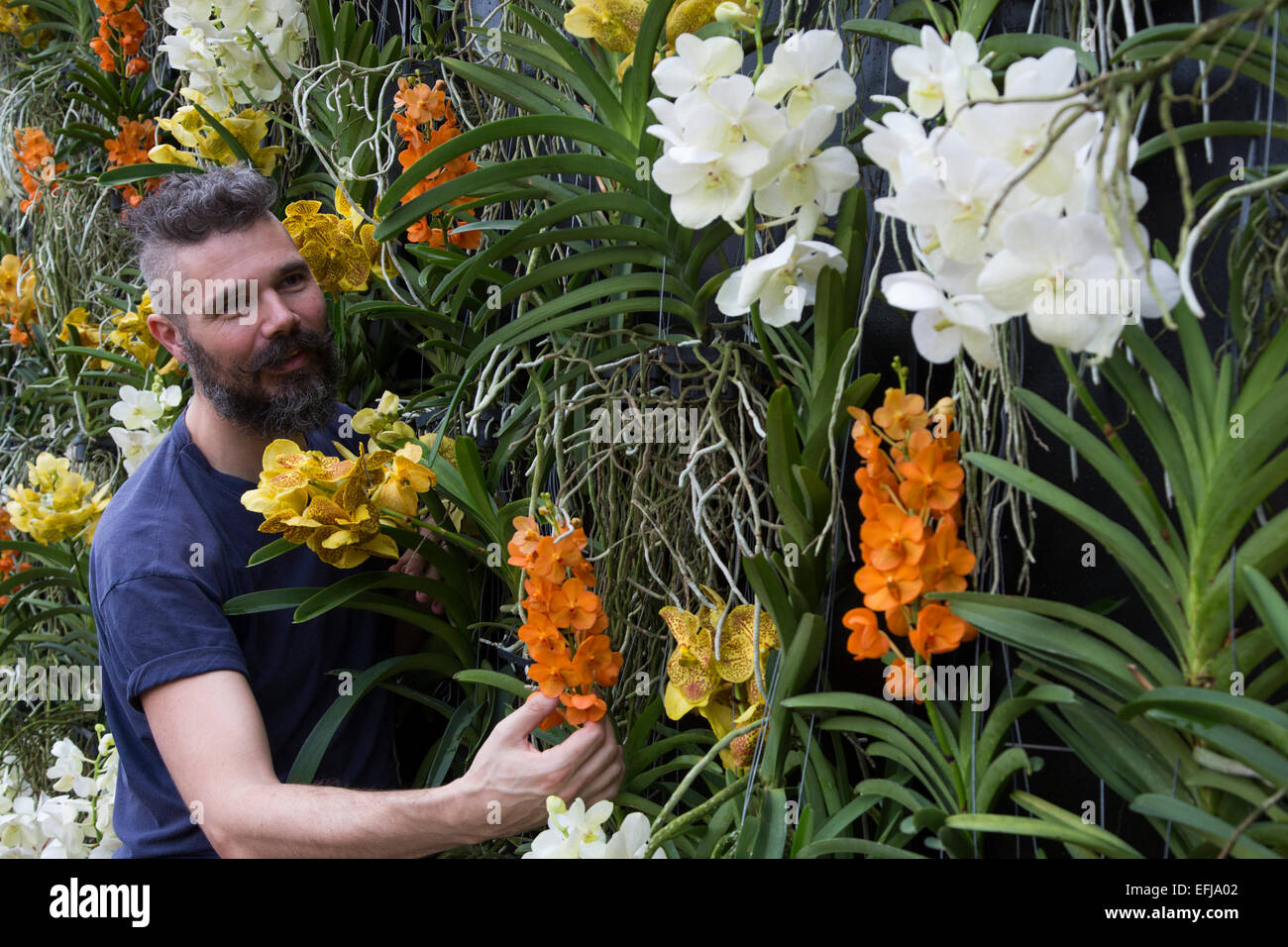 London, UK. 5 February 2015. Kew Gardens horticulturist Henck Roling prepares a floral display featuring Vanda orchids. 'Alluring Orchids' is the first festival on the Royal Botanic Gardens' 2015 calendar which showcases thousands of exotic and rare flowers in the Princess of Wales Conservatory from 7 February to 8 March 2015. Stock Photo
