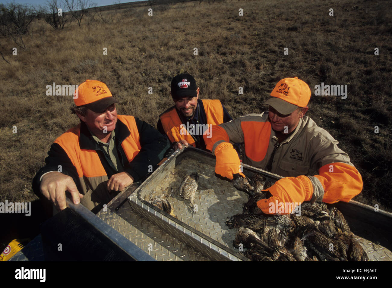 Texas quail hunters cleaning Bobwhite quail (Colinus virginianus) while hunting on a ranch Stock
