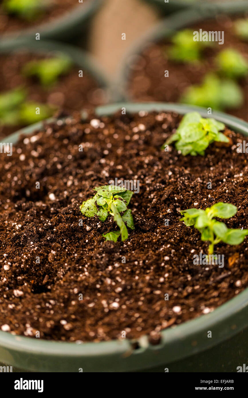 Early Spring planting in green house Stock Photo - Alamy
