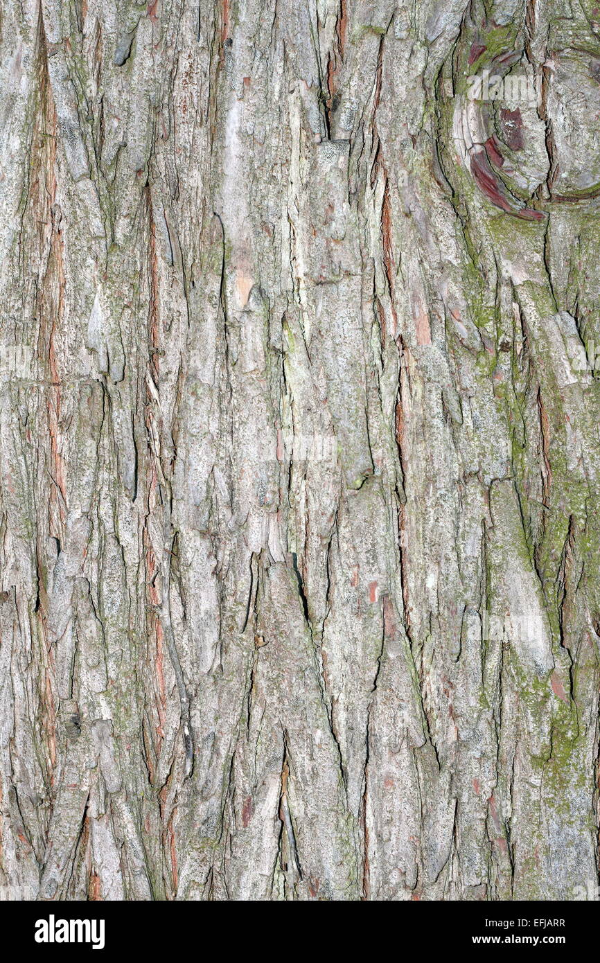 larch textured bark ( larix decidua ) close up Stock Photo