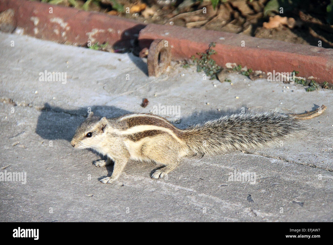 Indian Palm Squirrel, Funambulus palmarum Stock Photo Alamy
