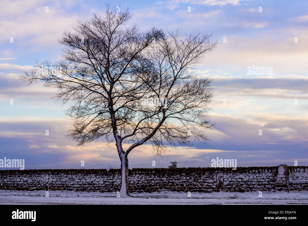 Isolated tree on the Otley Chevin, West Yorkshire, England Stock Photo