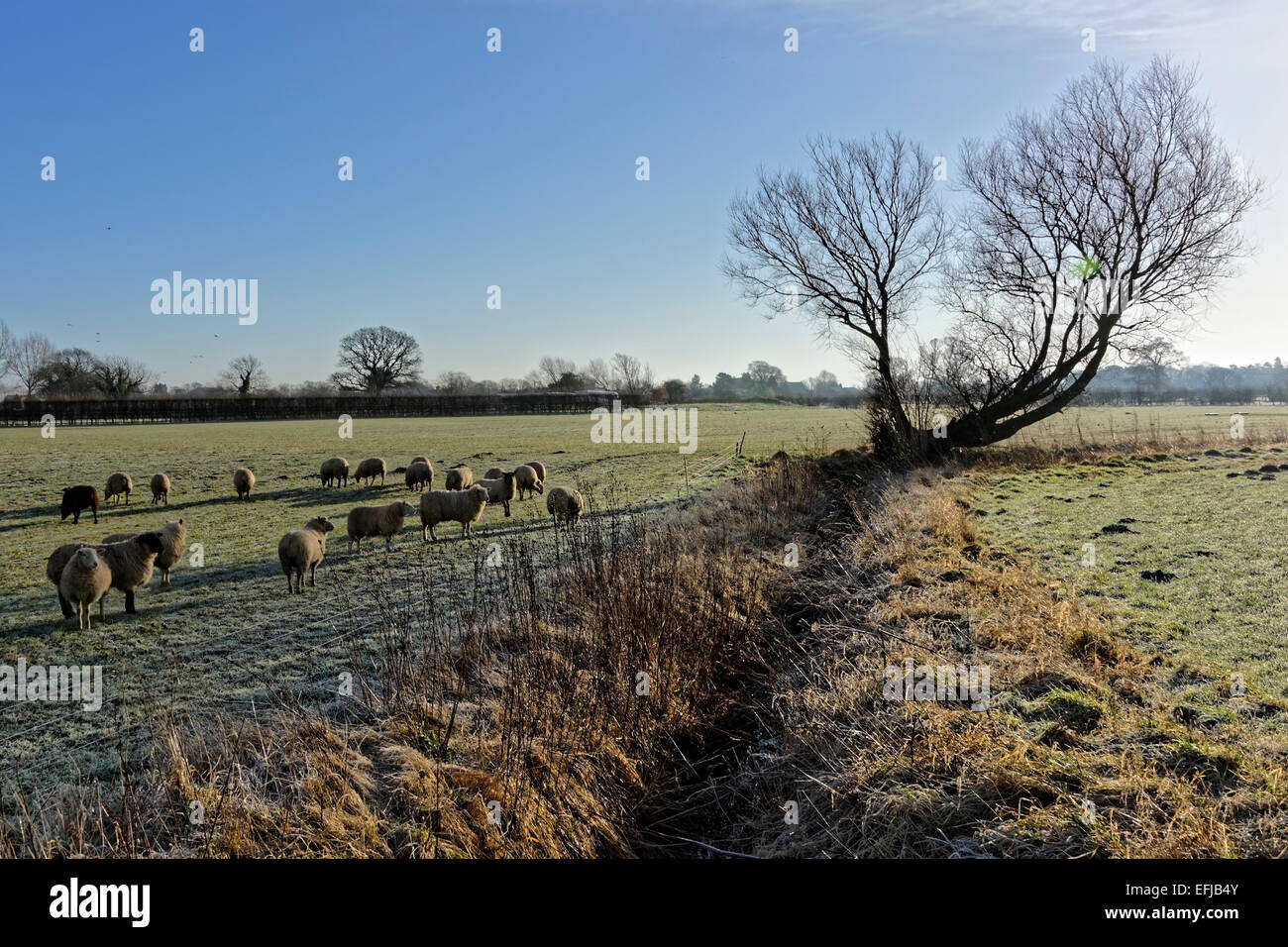 Sheep grazing in a frosty field, Vale of York, North Yorkshire, England