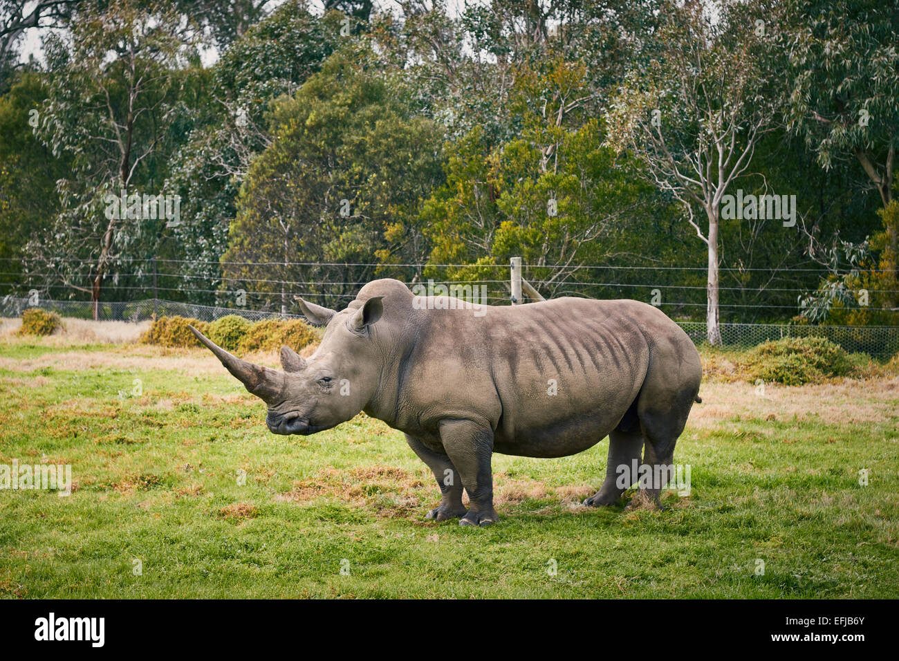 rhinoceros Stock Photo