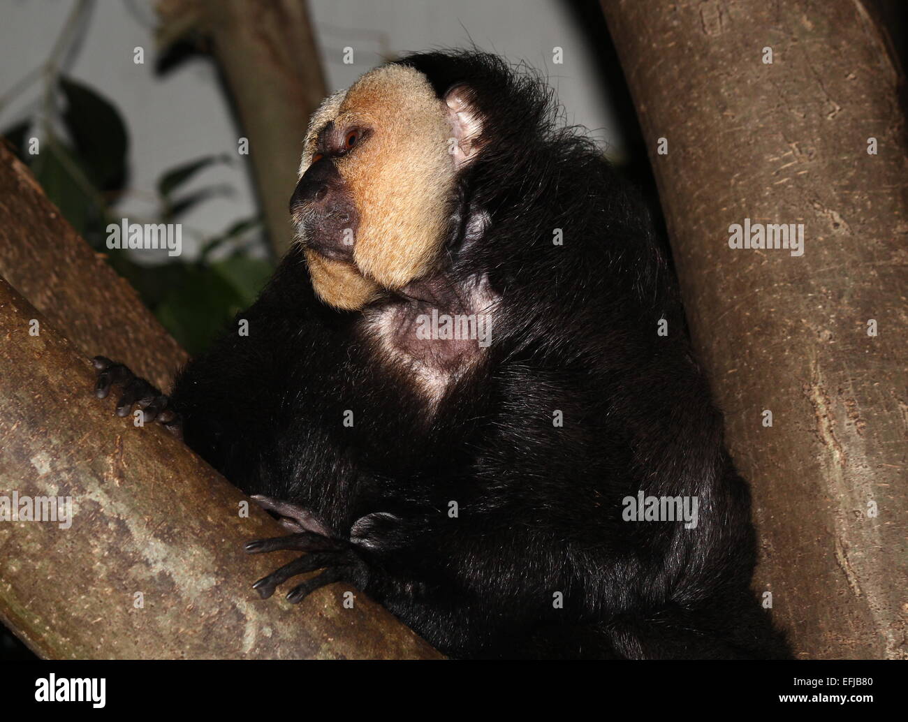 Meet the newest White-Faced Saki monkey at Zoo Miami