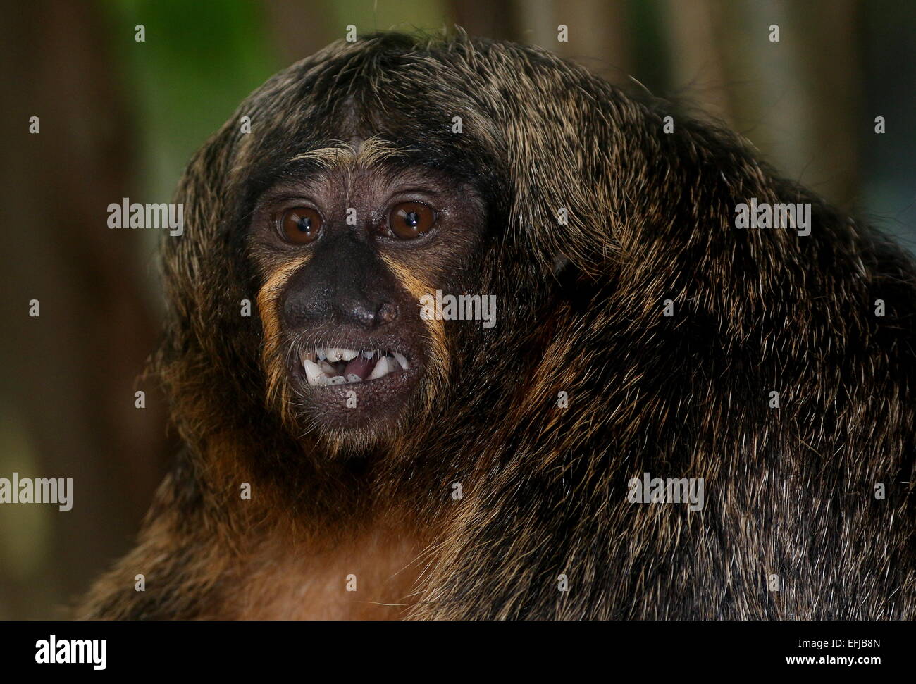 Female South American white-faced saki monkey (Pithecia pithecia ...