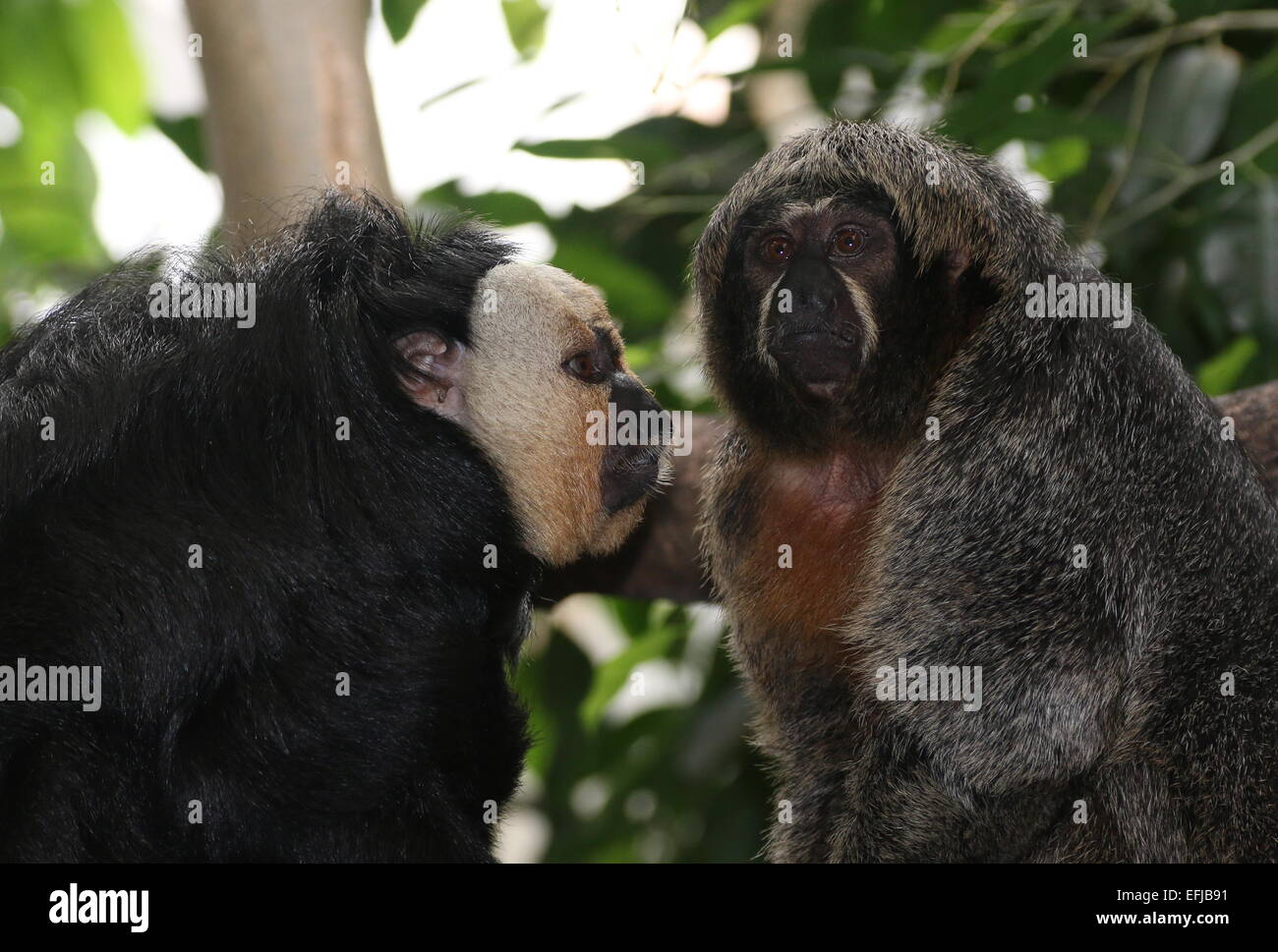 Male and Female South American white faced saki monkeys (Pithecia ...