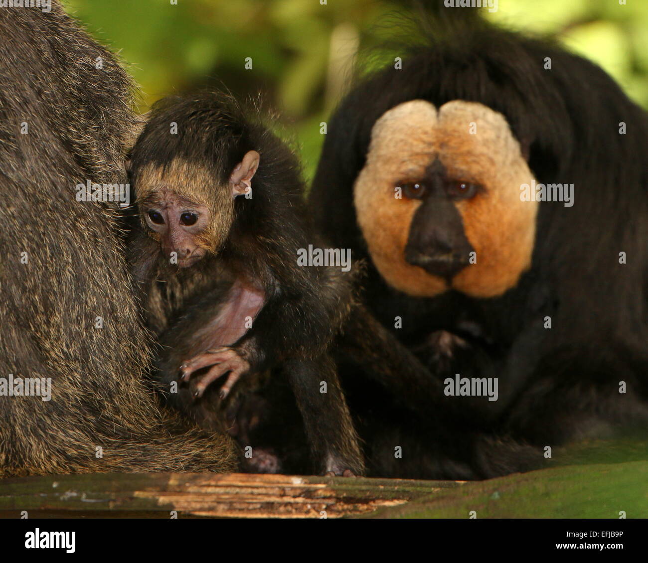 Juvenile South American white faced saki (Pithecia pithecia) monkey, a ...