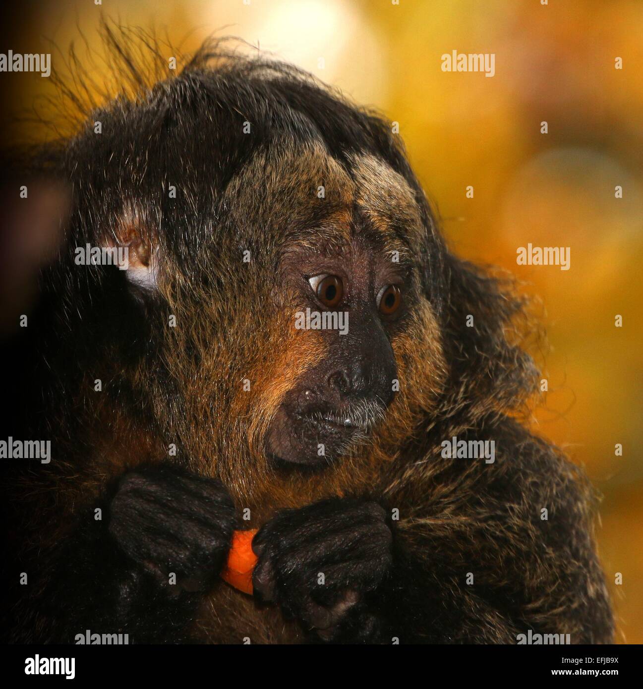 Female South American white-faced saki (Pithecia pithecia) monkey. a.k ...