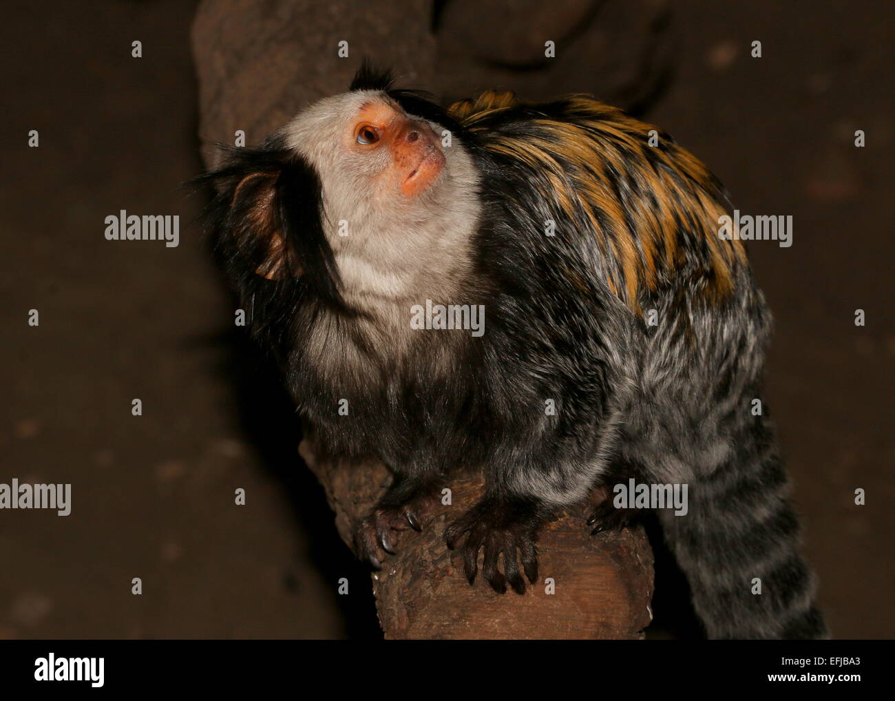 Brazilian White-headed or tufted-ear marmoset (Callithrix geoffroyi), looking upwards Stock Photo