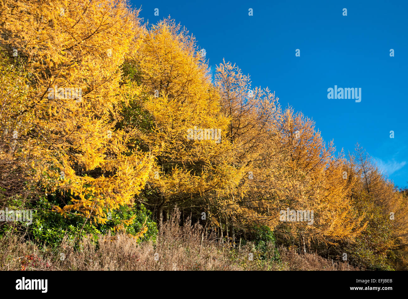 Vivid colour contrast of bright yellow Larch trees and deep blue sky in a scene of autumn colour in the Peak District. Stock Photo