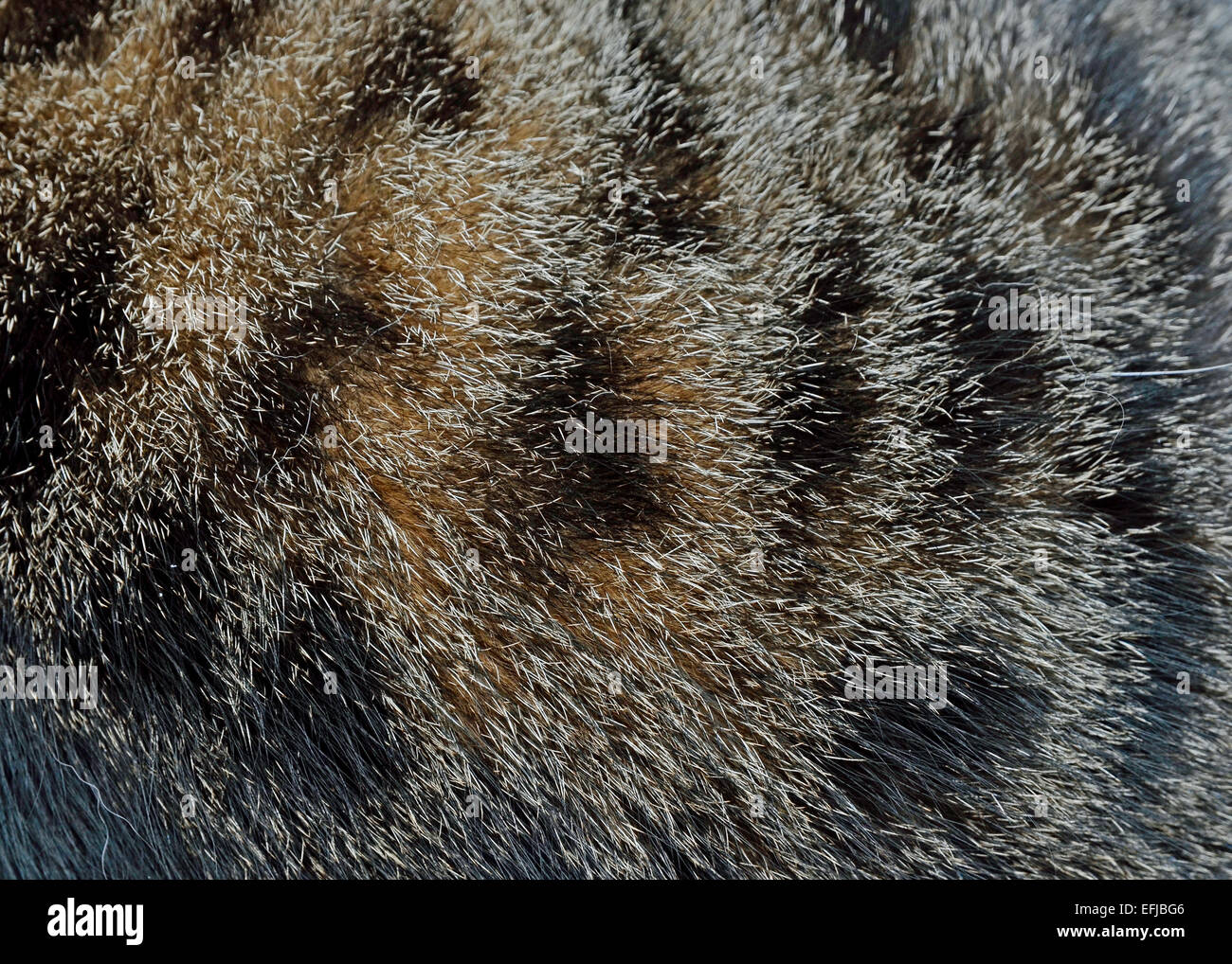 tabby cat coats
