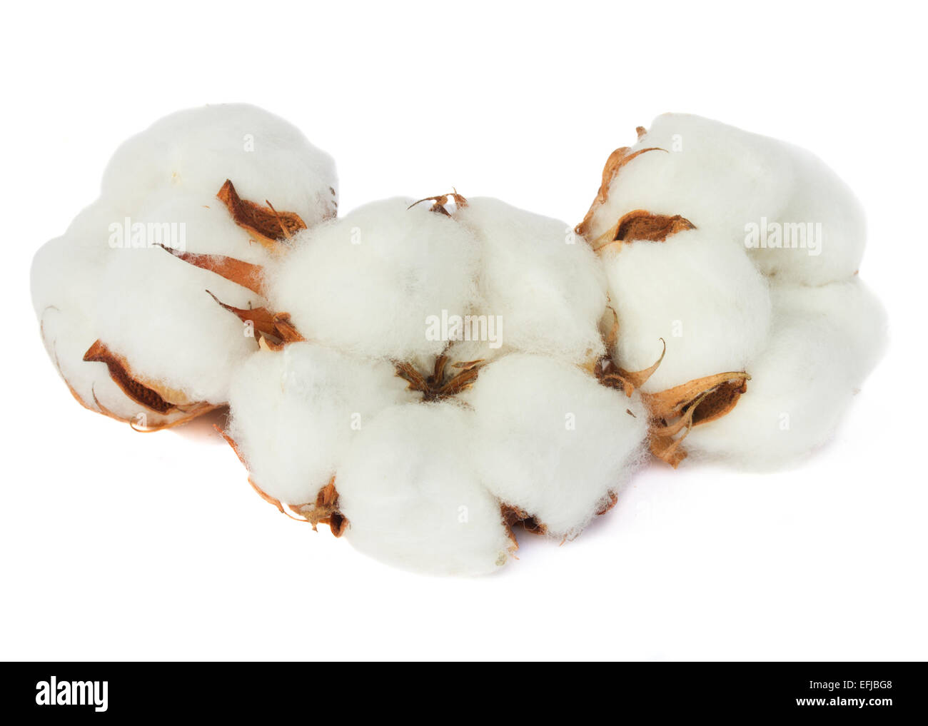 Cotton plant buds Stock Photo Alamy