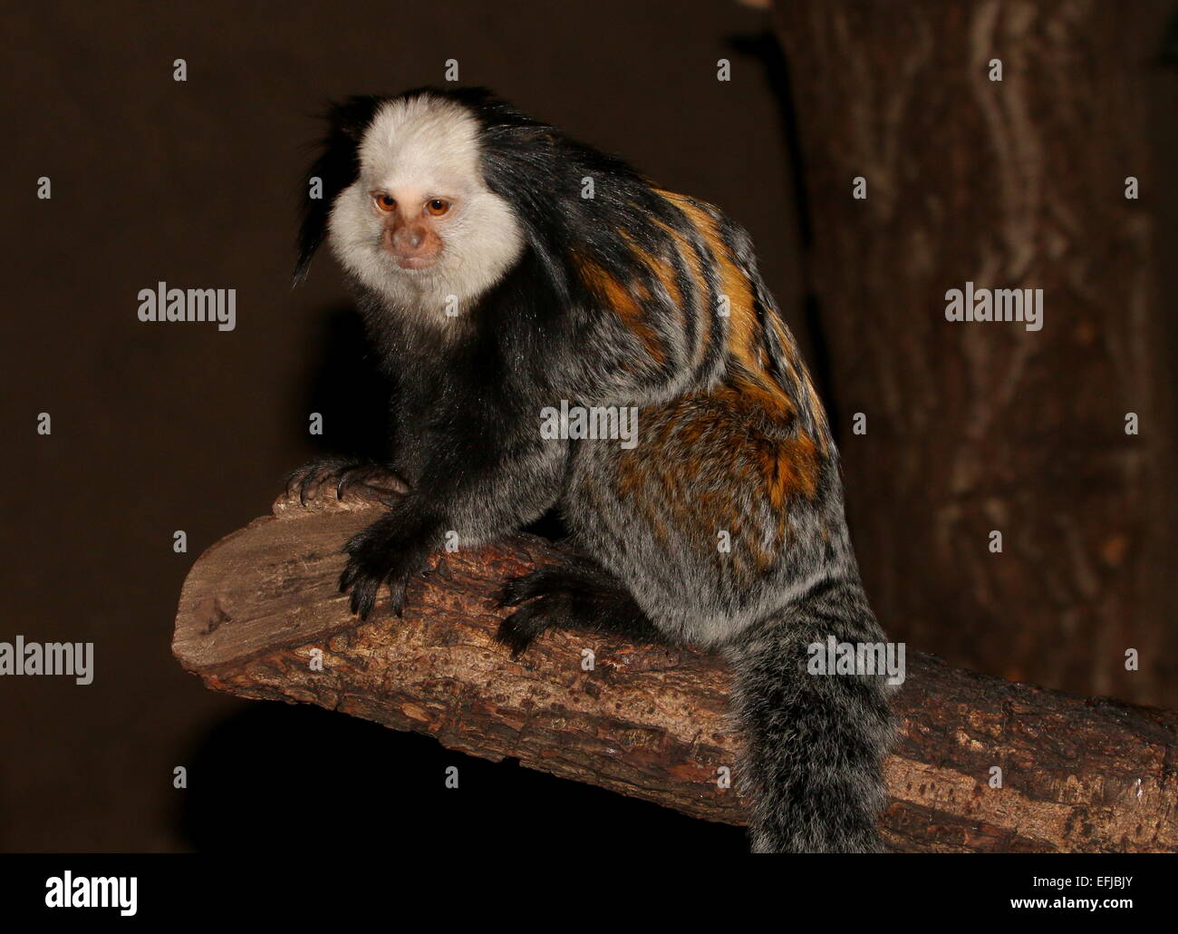 White-headed or tufted-ear marmoset (Callithrix geoffroyi), native to the Brazilian coast Stock Photo