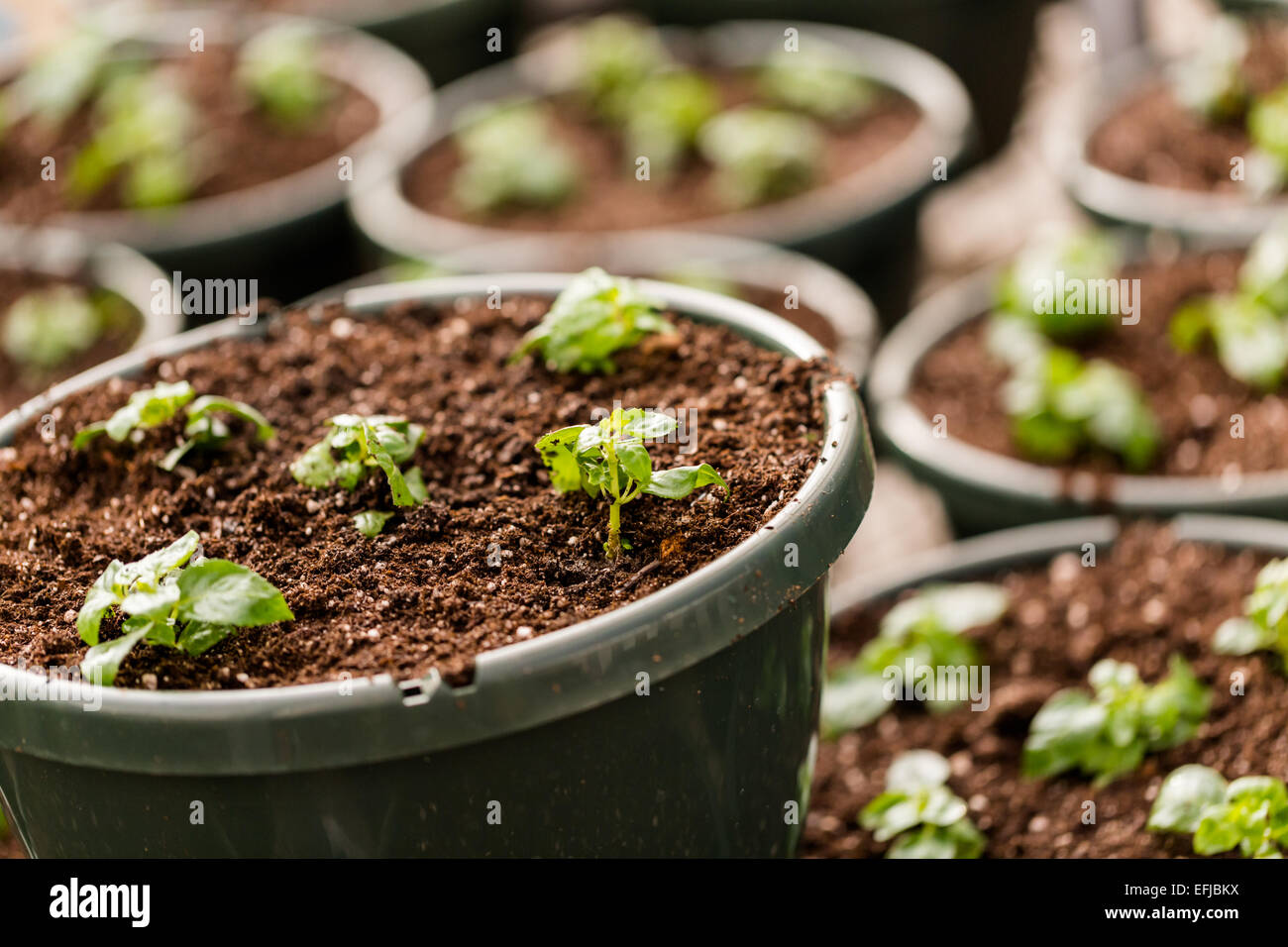 Early Spring planting in green house Stock Photo - Alamy