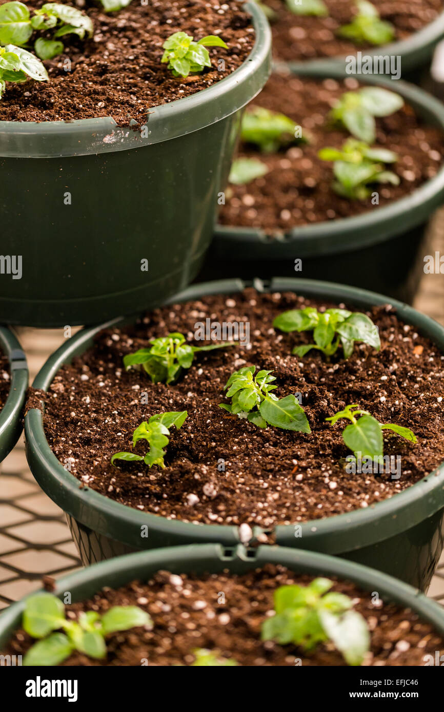 Early Spring planting in green house Stock Photo - Alamy