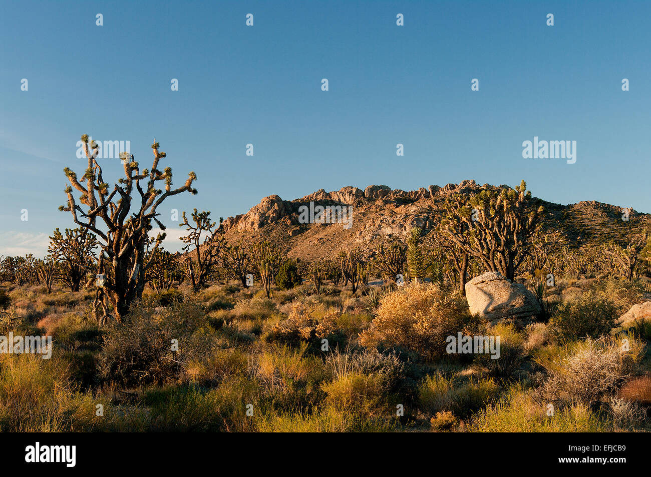 majave desert scenic, Mojave National Preserve Stock Photo