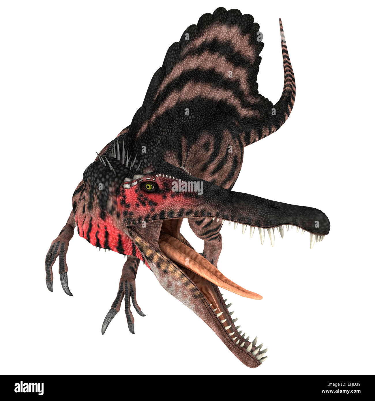 3D digital render of an aggressive Cretaceous dinosaur Spinosaurus or spiny lizard isolated on white background Stock Photo