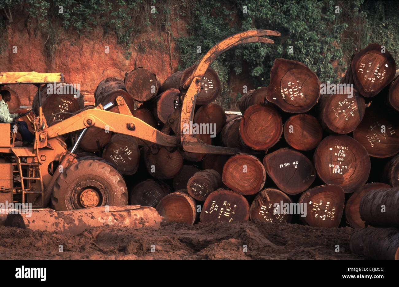 Moving felled hardwood trees in Cameroon Africa Stock Photo Alamy