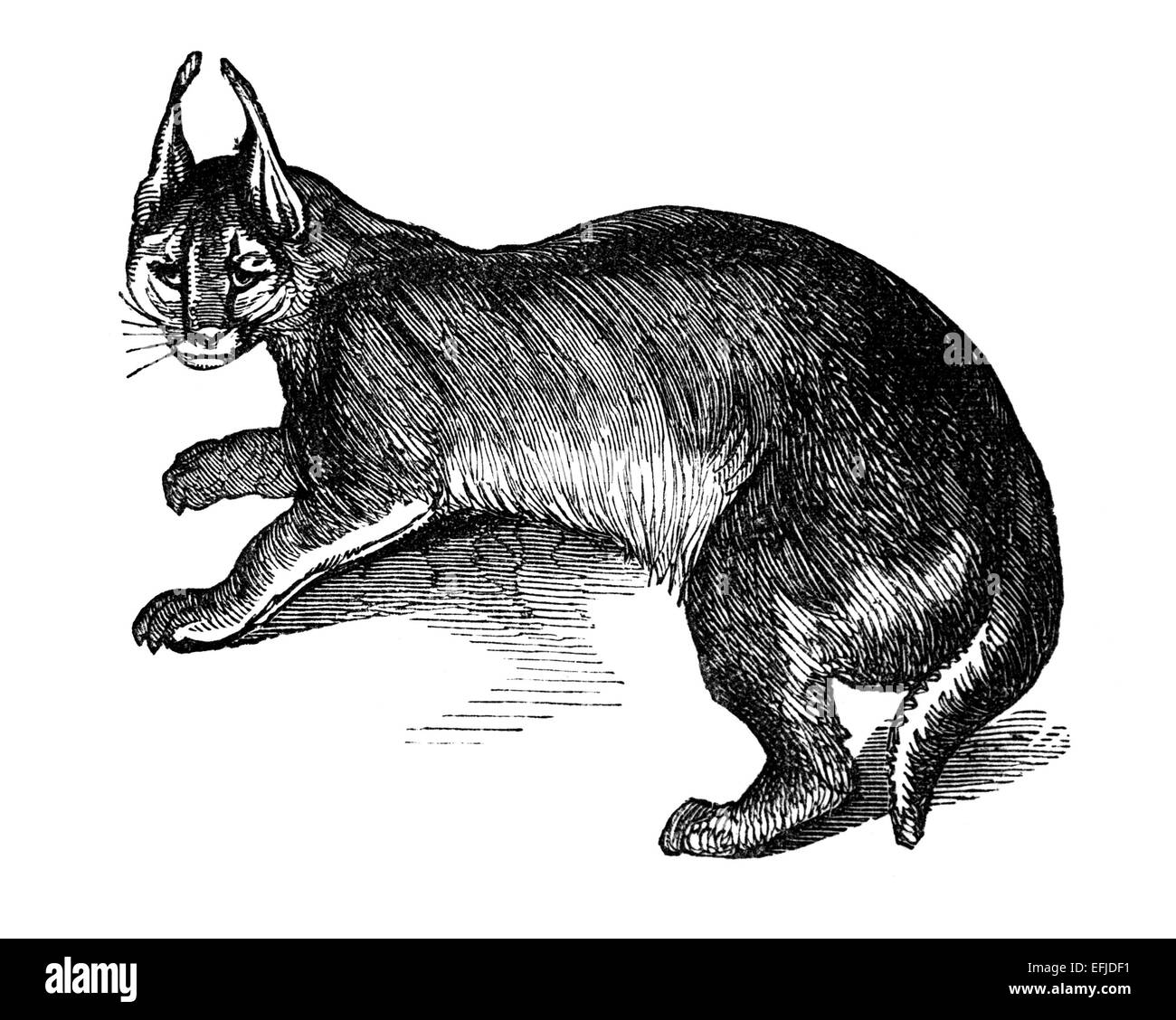 photographed from a book titled the 'National Encyclopedia', published