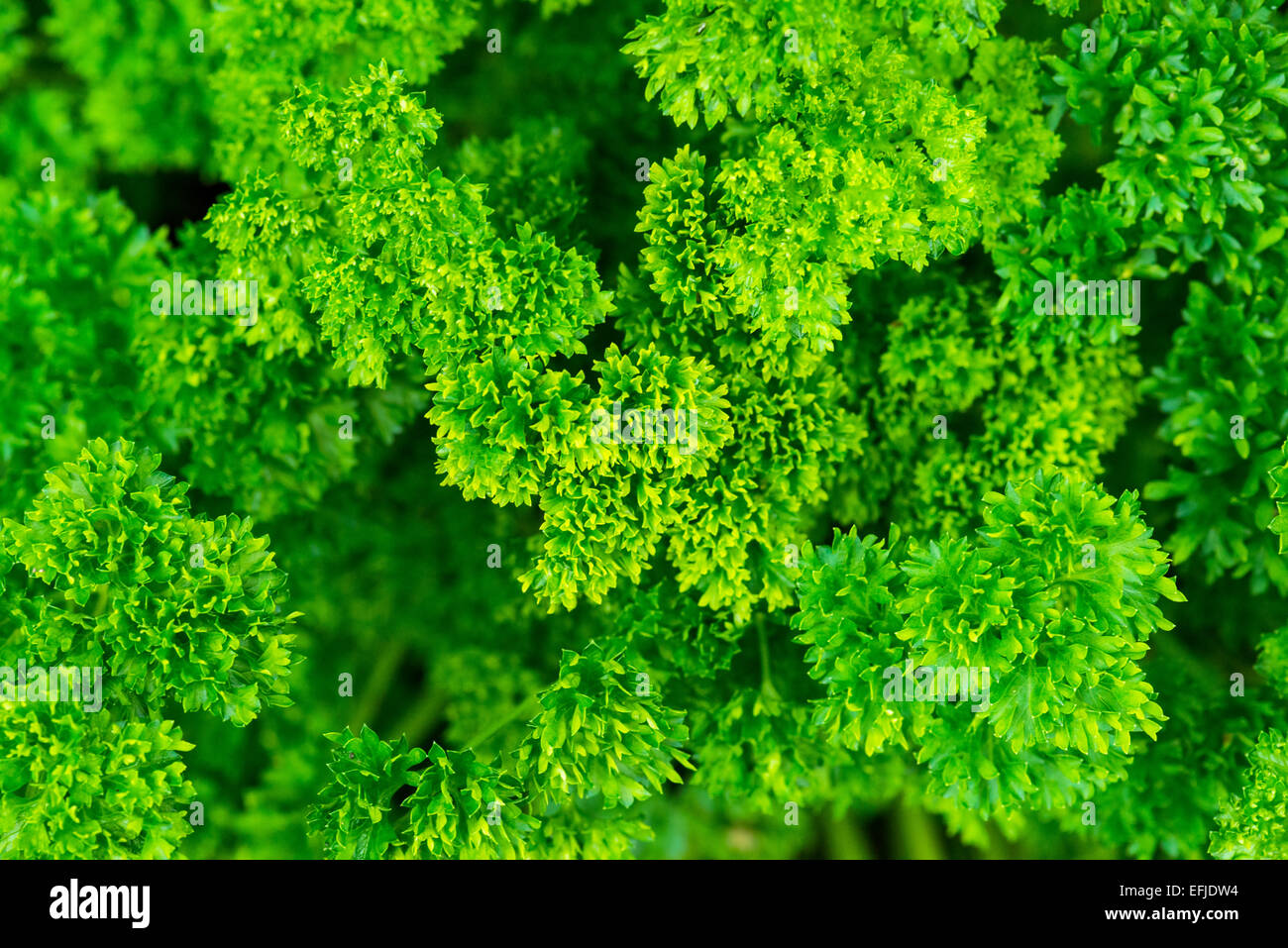 Parsley or garden parsley (Petroselinum crispum) is a species of Petroselinum in the family Apiaceae, native to the central Medi Stock Photo
