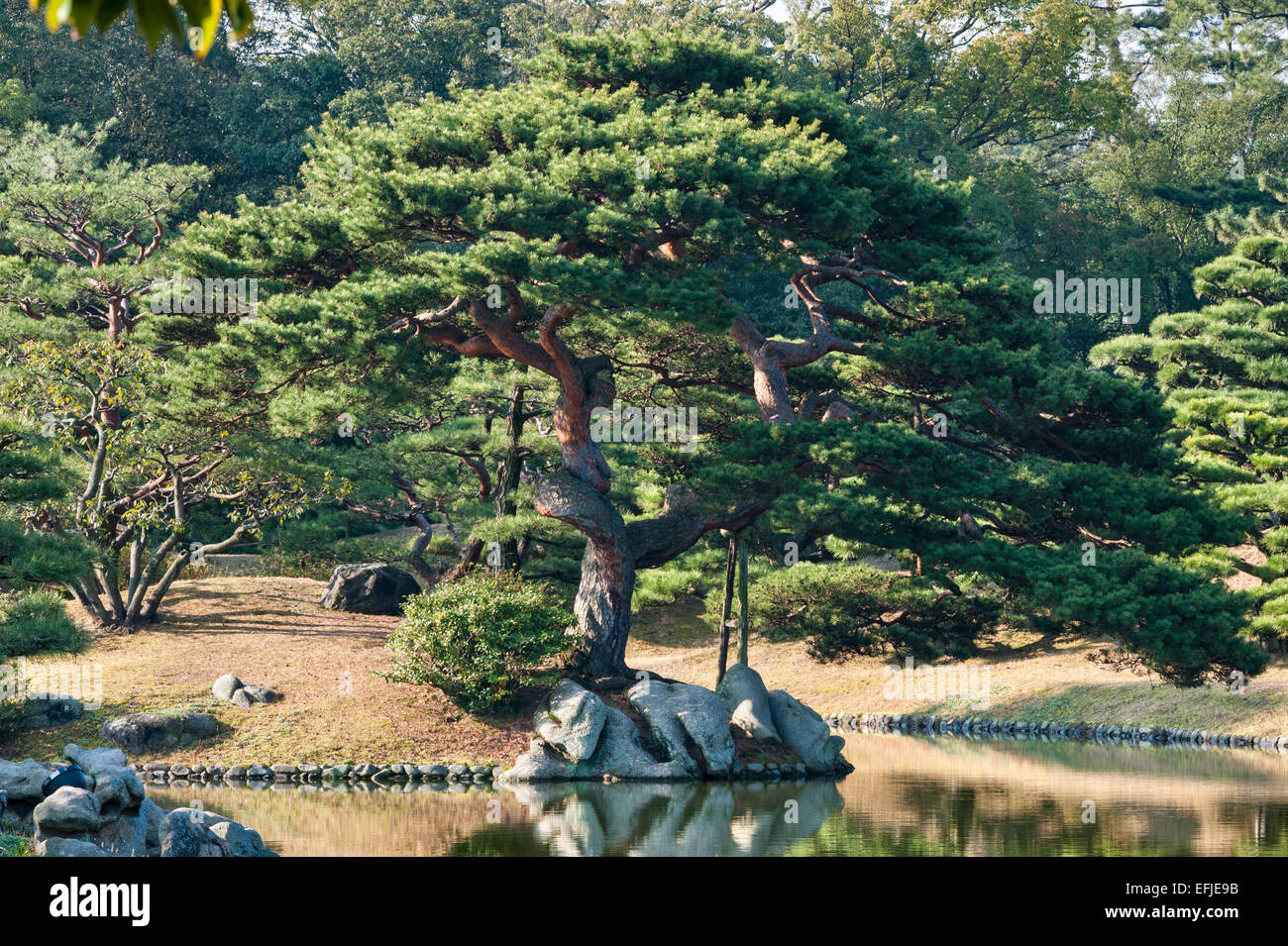Ritsurin-koen garden, Takamatsu, Japan. A black pine tree pruned in the byobu-matsu form Stock Photo