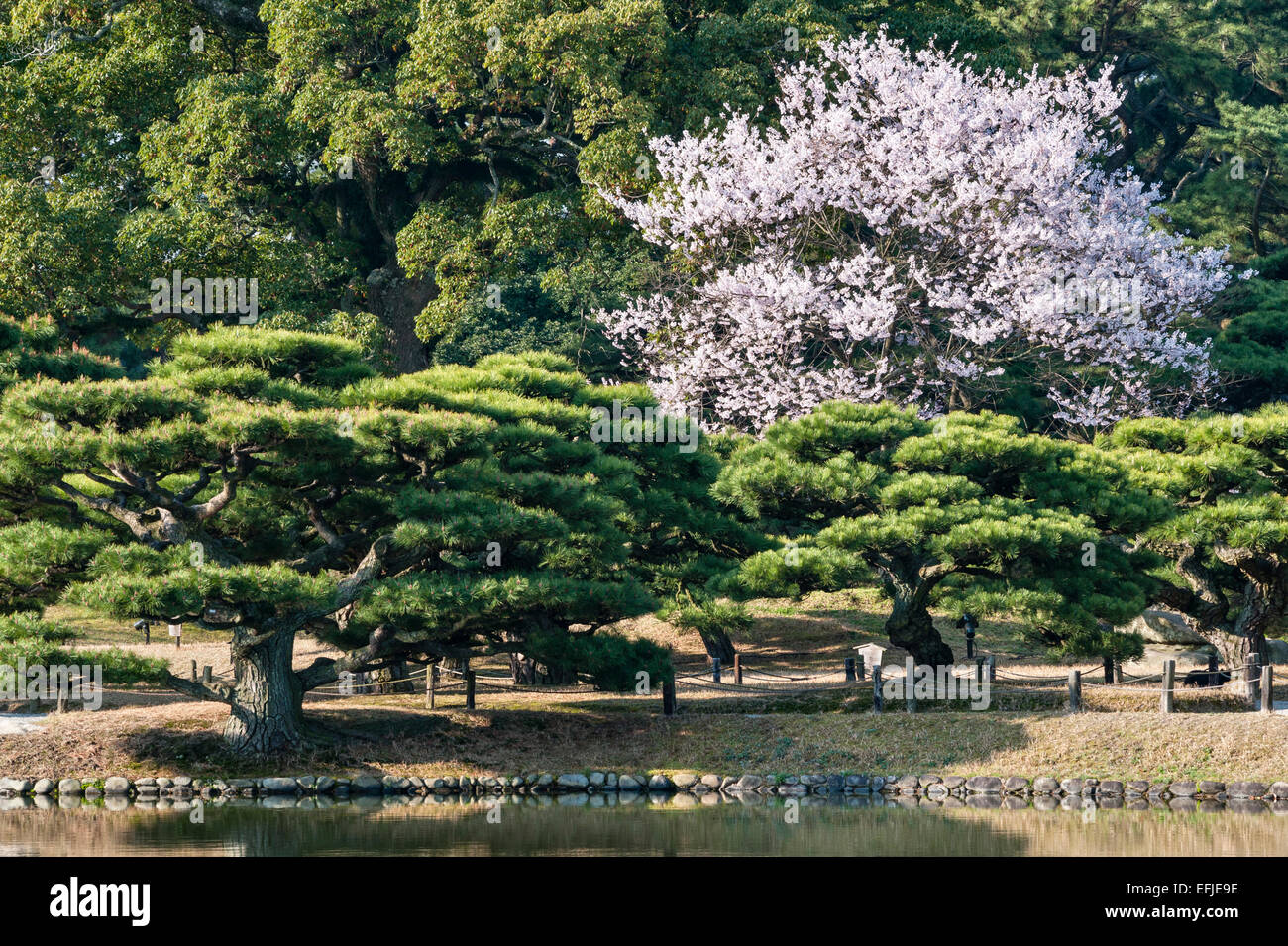 Ritsurin-koen garden, Takamatsu, Japan. A flowering cherry tree in spring among  black pine trees pruned in the byobu-matsu form Stock Photo