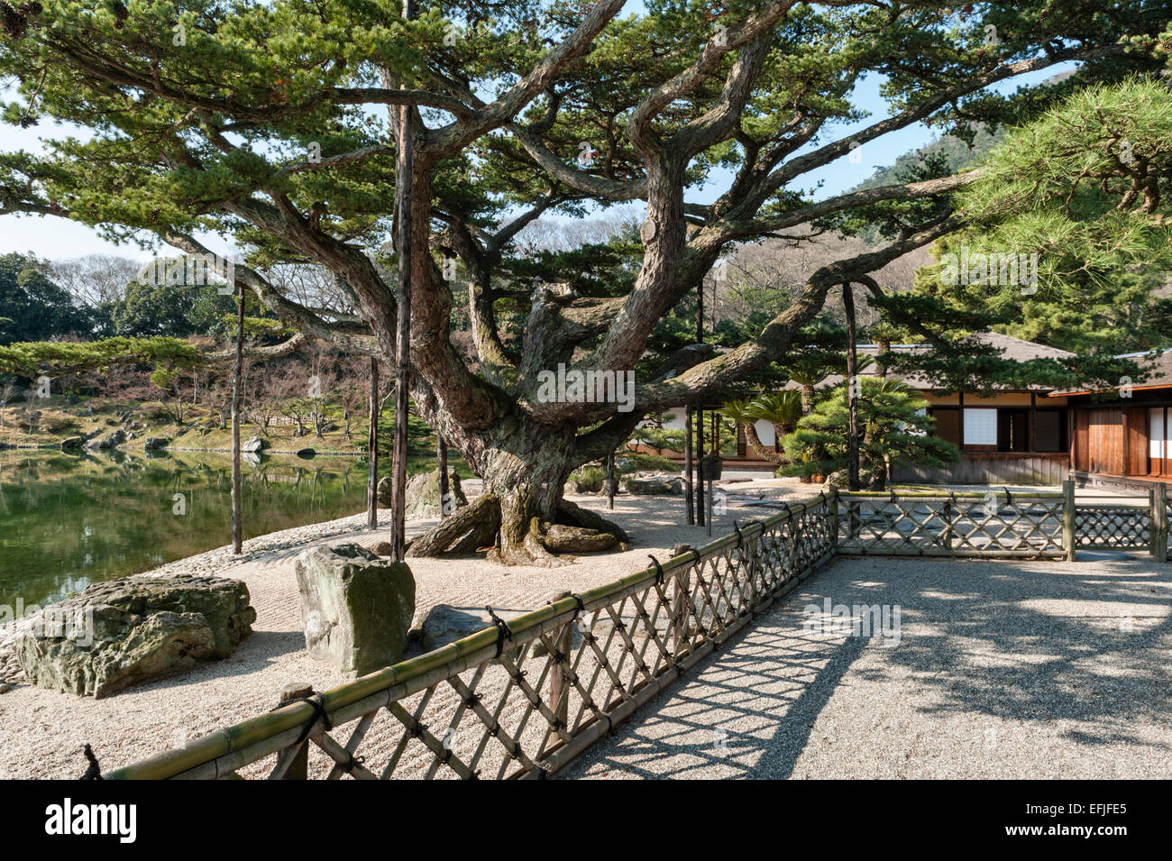 Ritsurin-koen garden, Takamatsu, Japan. Neagari Goyo-matsu, a black pine tree grown from a bonsai specimen in the 19c Stock Photo