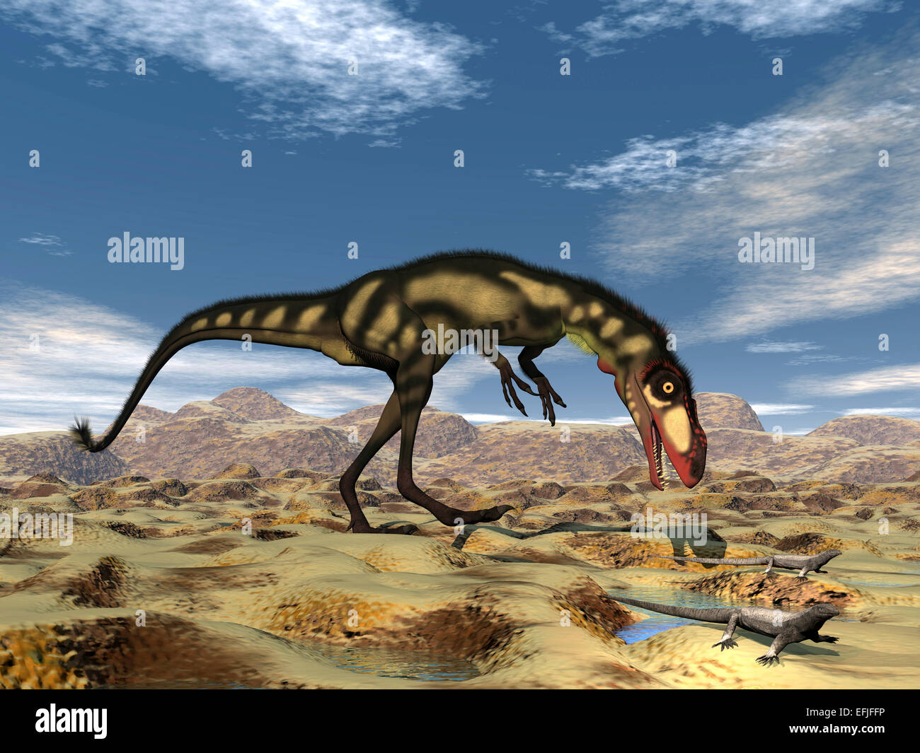 Dilong dinosaur hunting small lizards in the desert. Stock Photo
