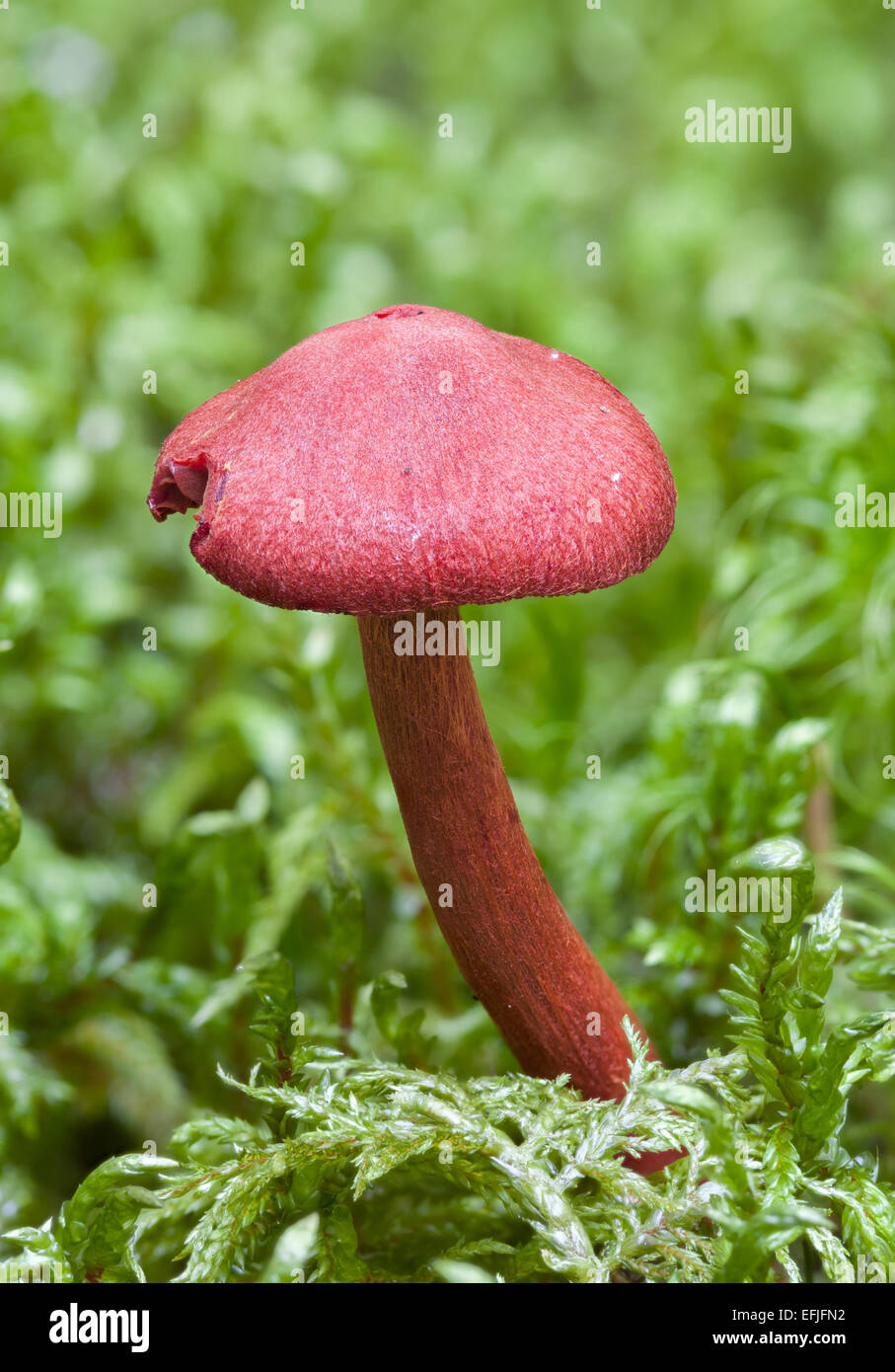 Red-gilled webcap mushroom Stock Photo