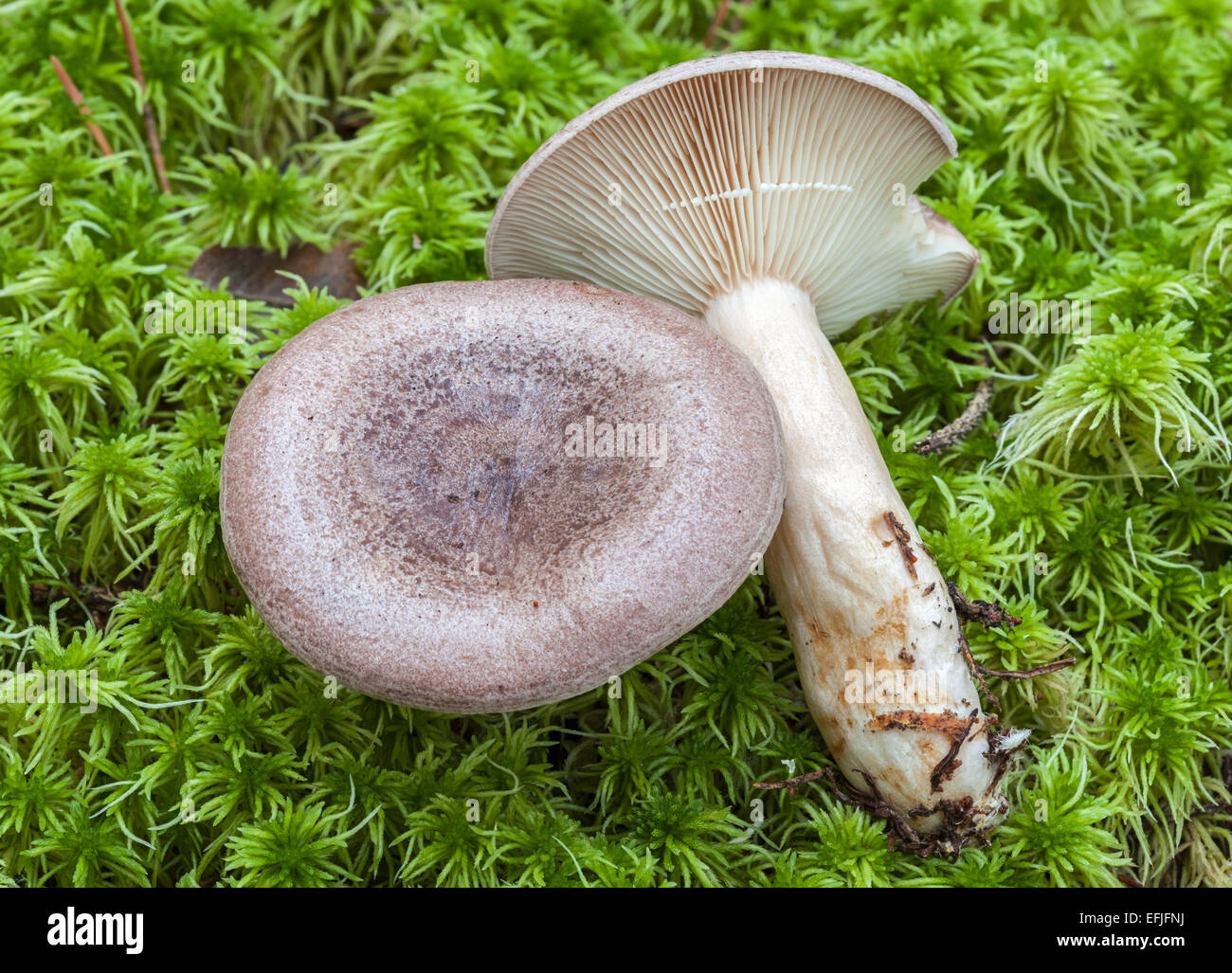 Gray milk cap mushrooms Stock Photo Alamy