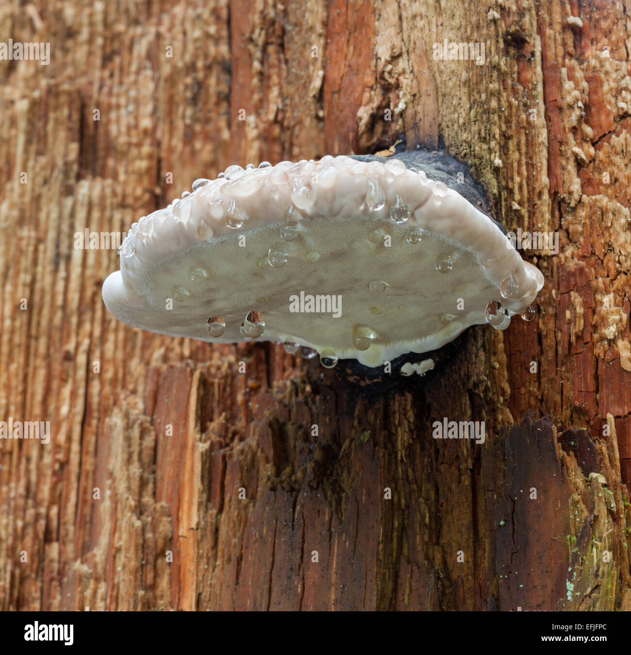 Red-Belt Conk fungus Stock Photo