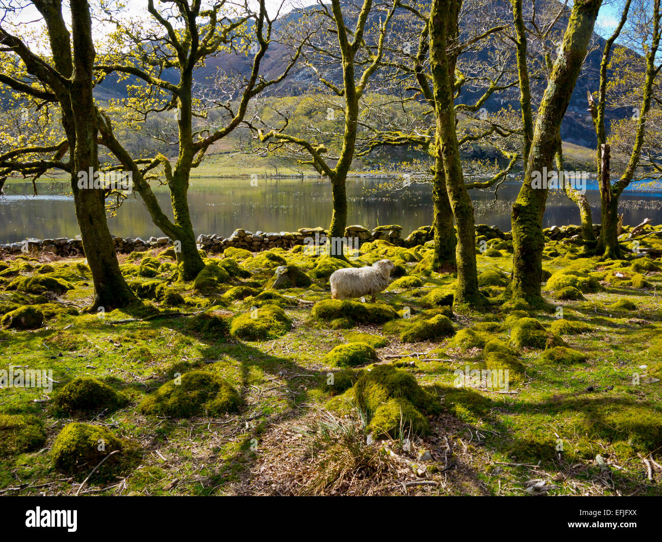 Trees in spring next to the lake at Carreg Y Saeth in Gwynedd Snowdonia North Wales UK with sheep in the foreground Stock Photo