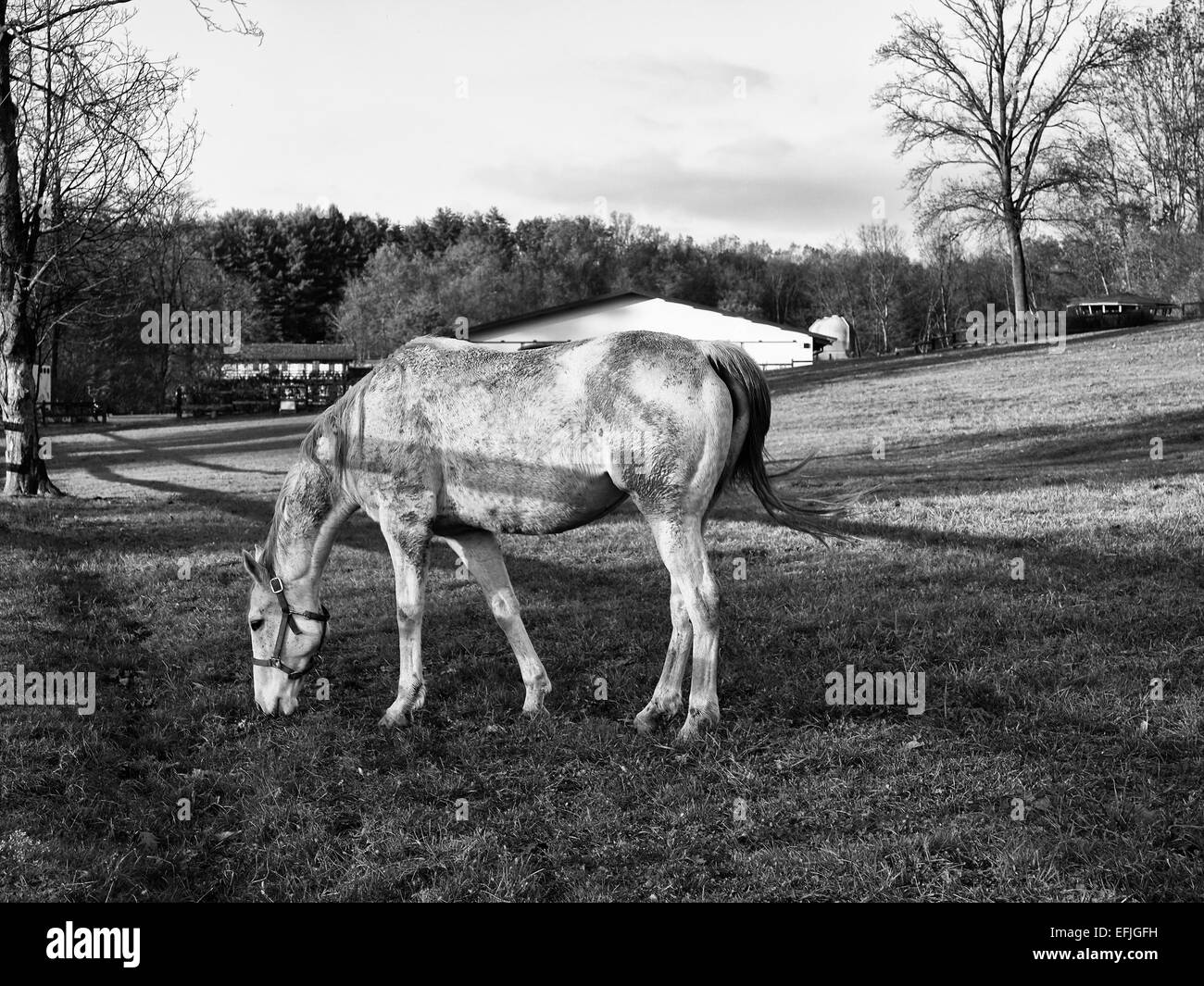 Horse grazing on paddock Stock Photo Alamy