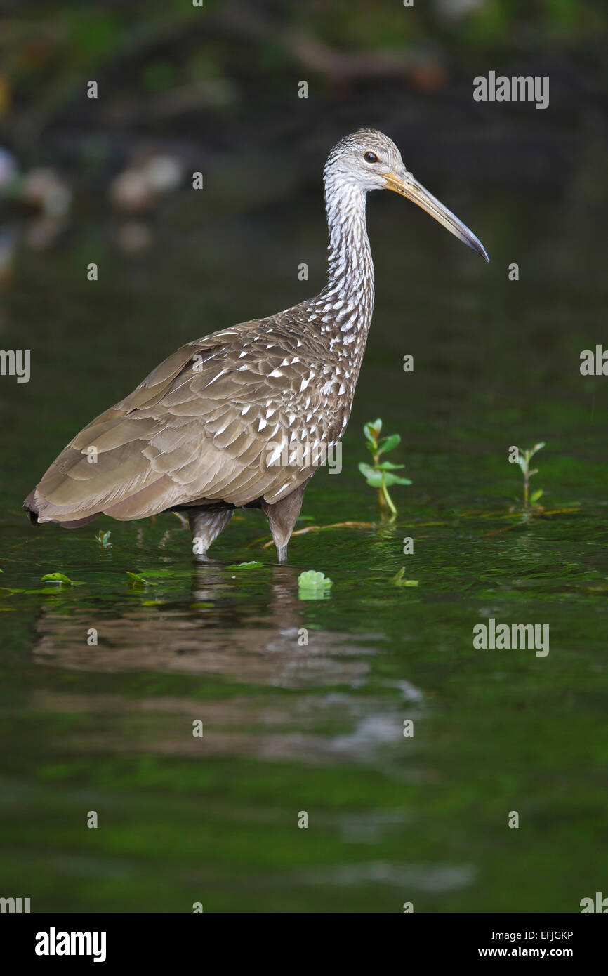Limpkin Aramus guarauna Stock Photo Alamy