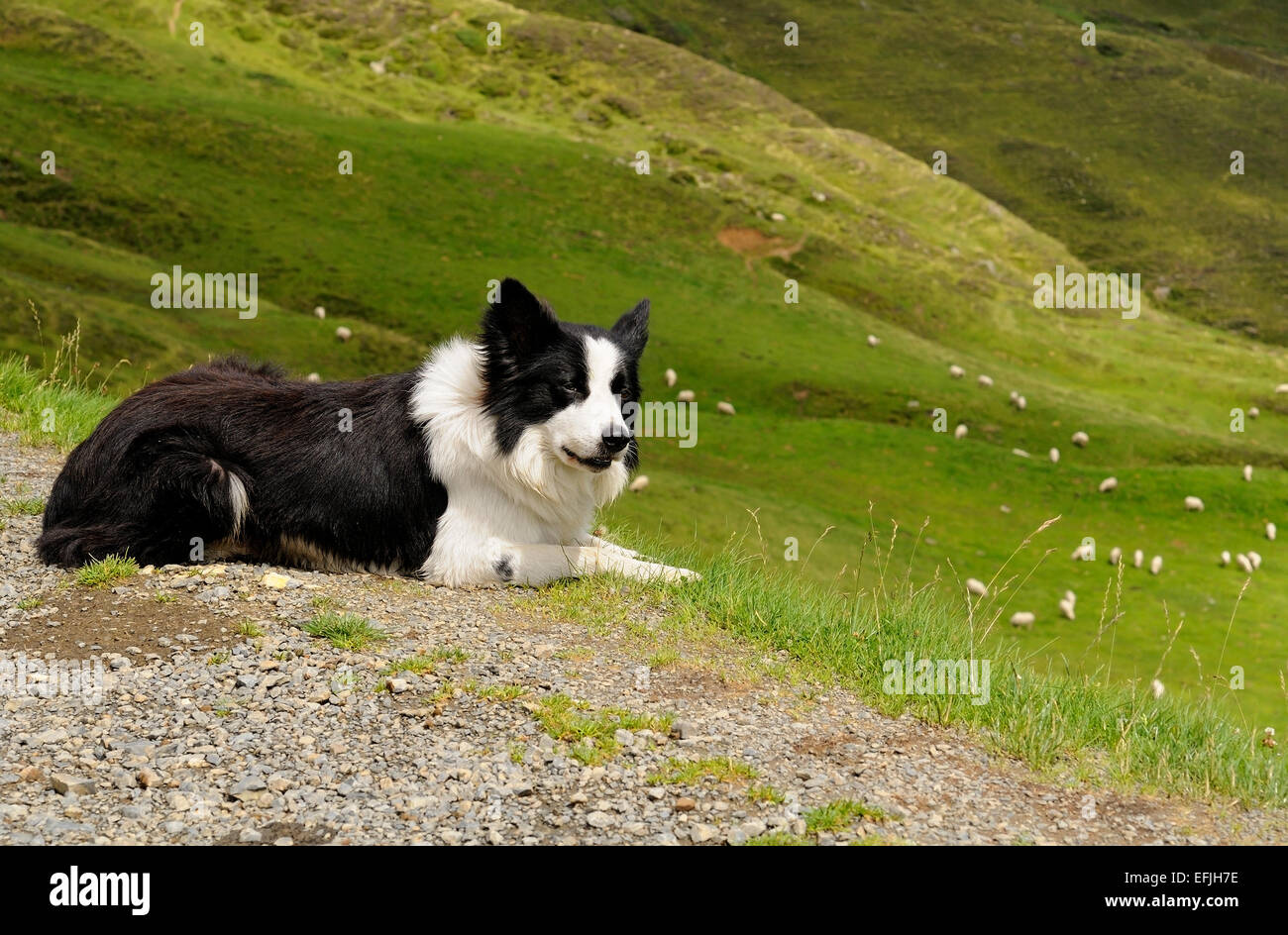 Border Collie sheep dog, lying down watches the sheep in Col d'aubisque (1709m), Pyrenees. France. Stock Photo