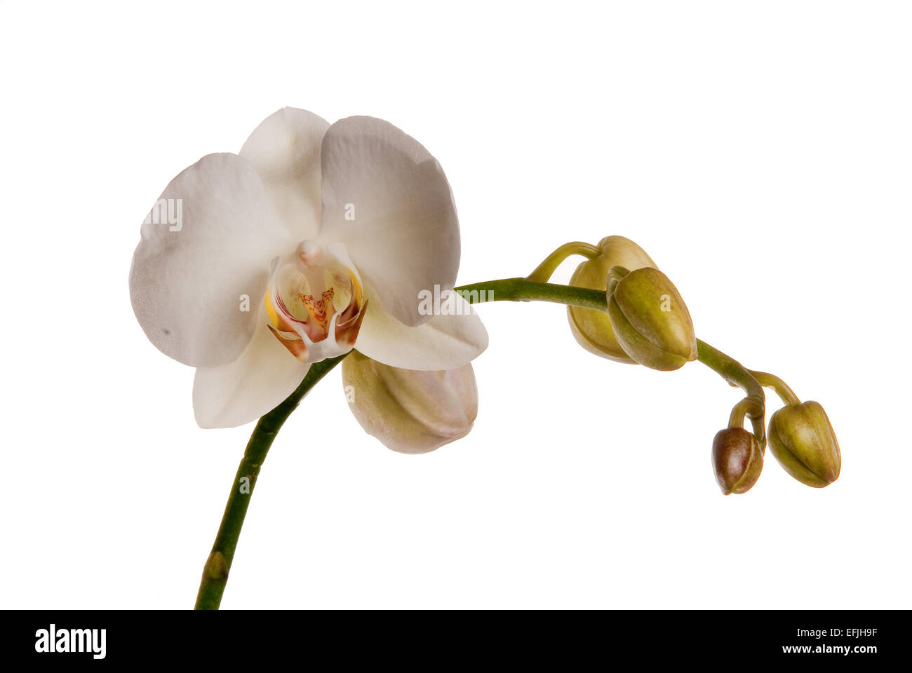 orchid isolated on white background Stock Photo - Alamy