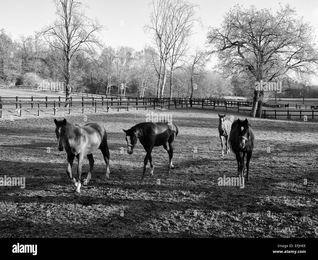Horses walking on paddock Stock Photo Alamy